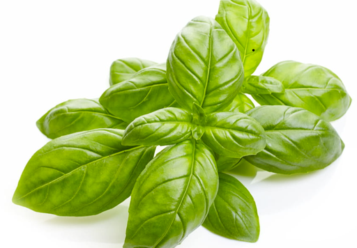 Basilic frais